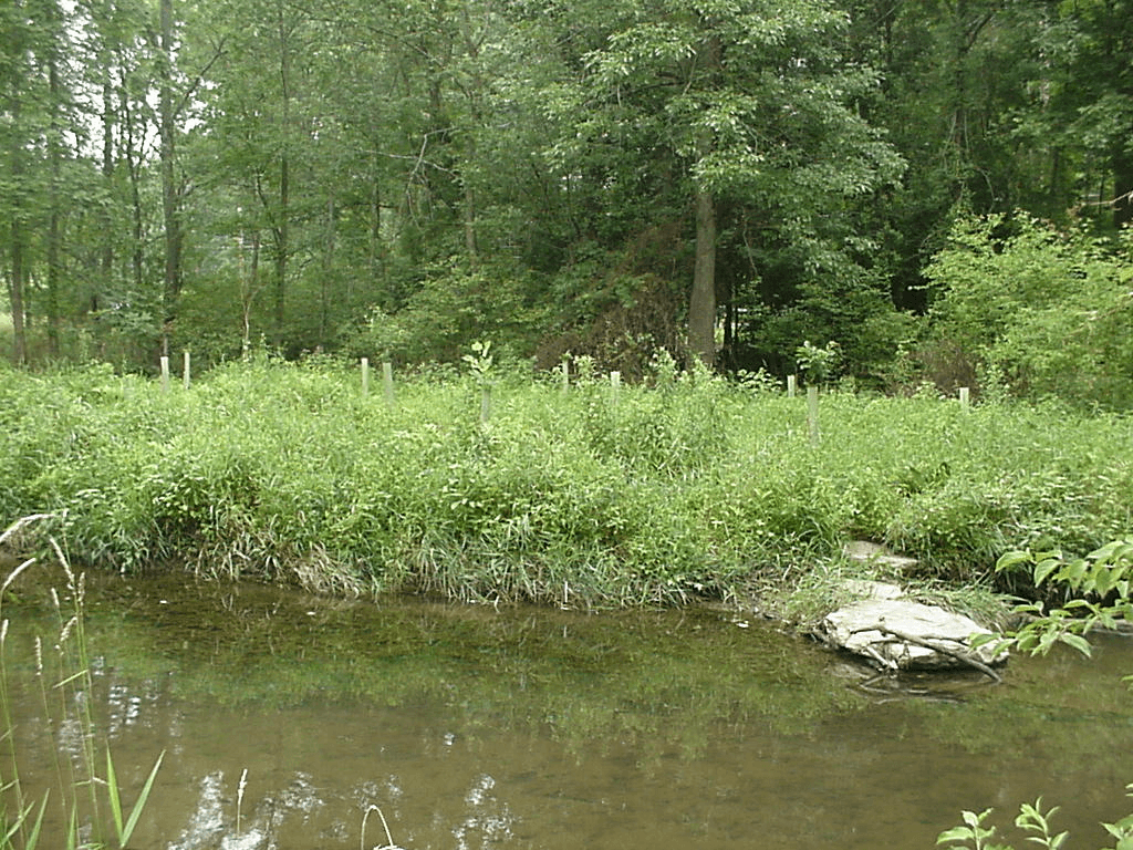 Chester Creek