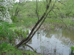 Ridley Wetland