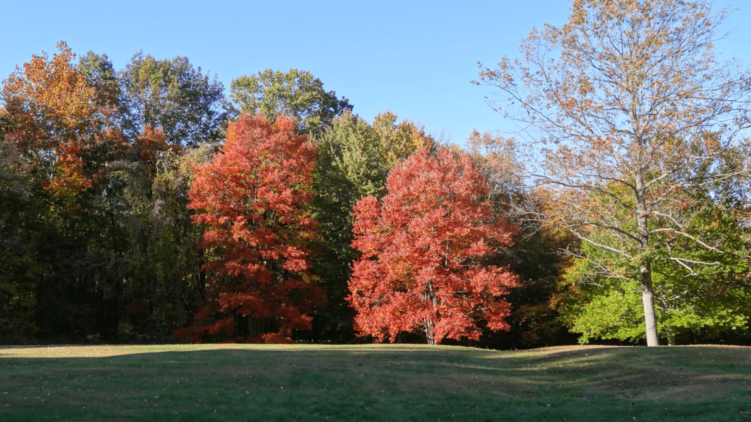 Clayton Fall Slideshow 1